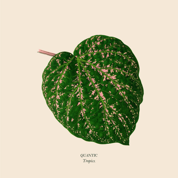 Quantic – Japanese Knives