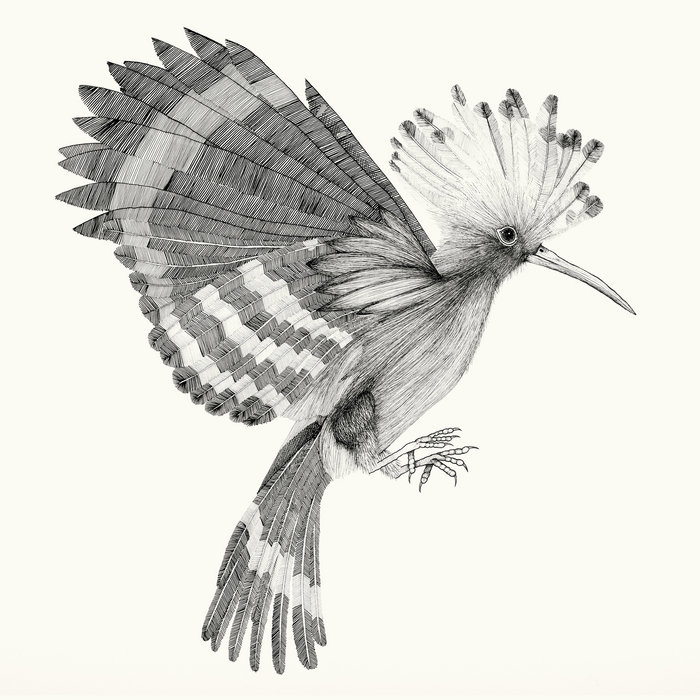 Cocanha – La sovenença